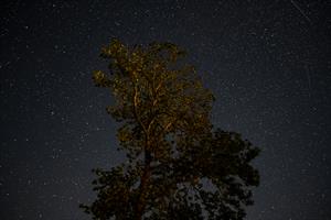 Photo 955694