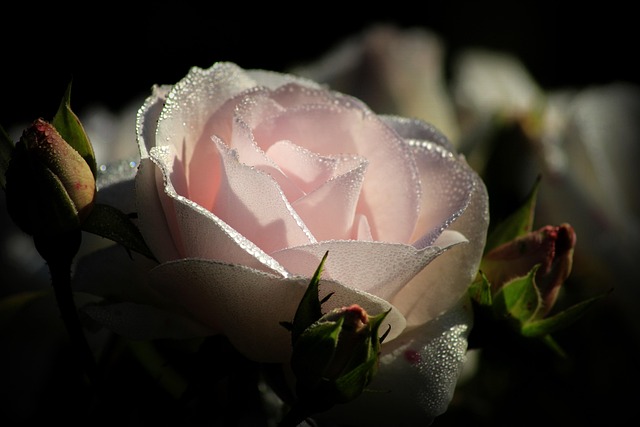 Photo 958714