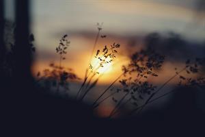 Photo 966957