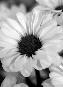 Photo 976132